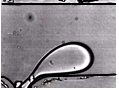 T Junction Sample Unconfined | The AnnaLab Website